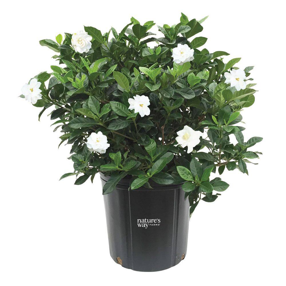 1.72 Gallon Gardenia Veitchi Flowering Shrub with White Blooms price history on PriceWatchPro
