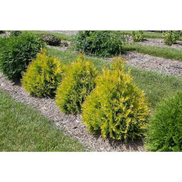 FIRST EDITIONS 2 Gal. Lemon Burst Arborvitae Evergreen Shrub with
