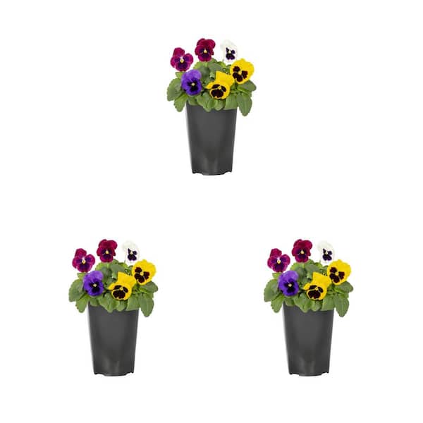 2 Qt. Pansy Blotch Mix Annual Plant (3-Pack)