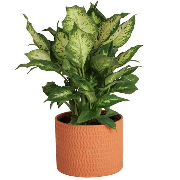 Costa Farms 6 in. Dieffenbachia Dumb Cane Indoor Plant in Brown Decor Pot and Stand, Avg. Shipping Height 1-2 ft. Tall