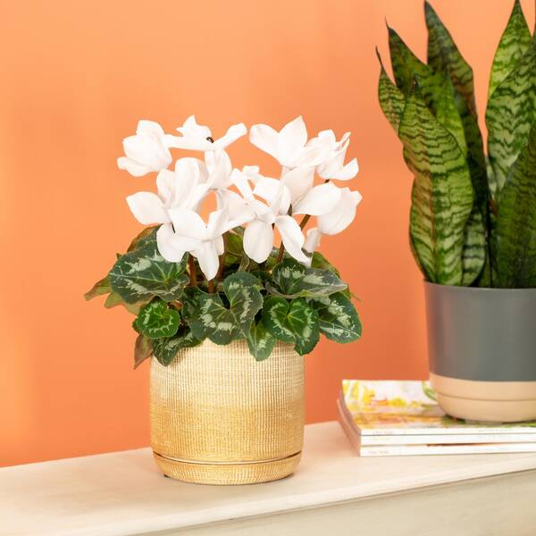 Vigoro 2 QT Cyclamen Sierra Synchro Purple' Purple Annual Plant
