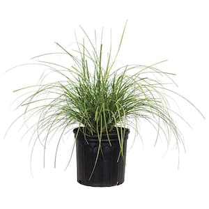 3 Gal. - Adagio(Miscanthus) Japanese Silver Grass, Live Plant