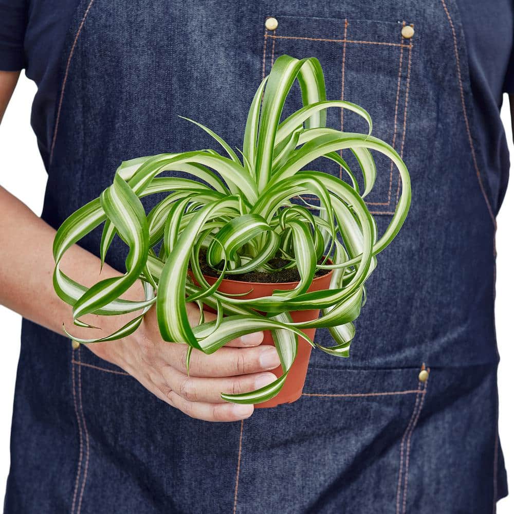 Bonnie Spider Plant in 4" Terracotta Pot
