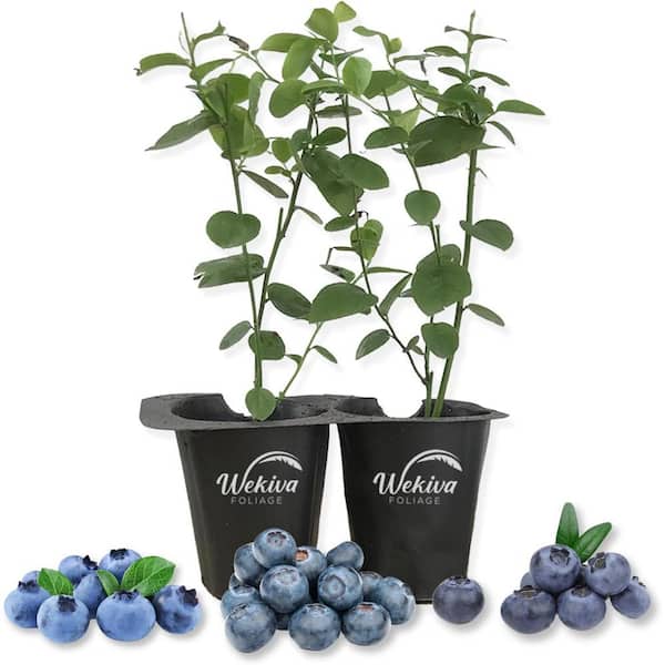 Wekiva Foliage Blueberry Variety Pack-2 Live Tissue Culture Starter Plants-Fruit Plant for Your Edible Garden