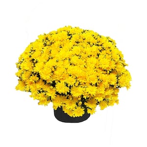 3 Qt. Chrysanthemum (Mum) Plant with Yellow Flowers
