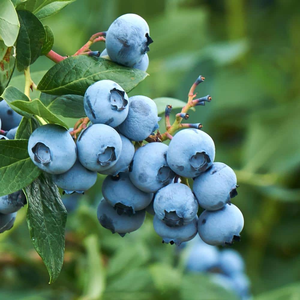 5 Gal. Tifblue Blueberry Plant Potted