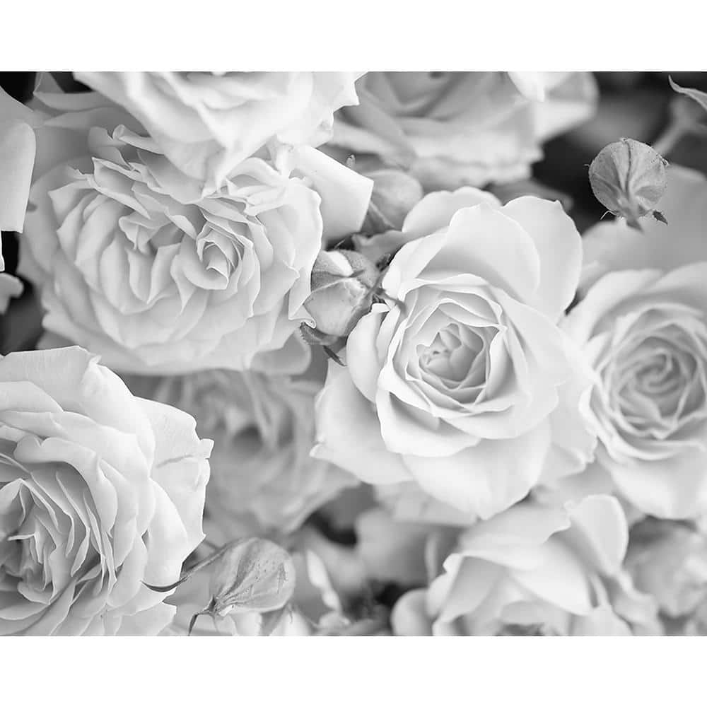 Grey Petals Wall Mural price history on PriceWatchPro