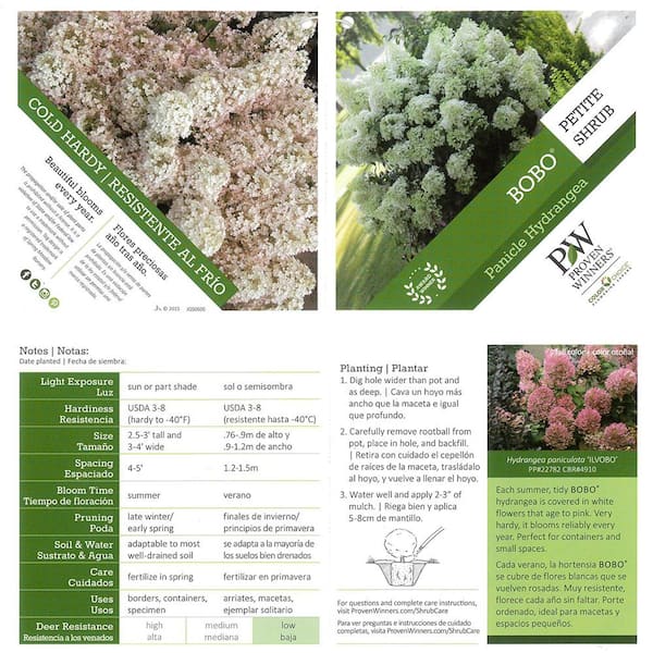 PROVEN WINNERS 5 Gal. Bobo Hydrangea Shrub with White to Pink Flowers 17645  - The Home Depot