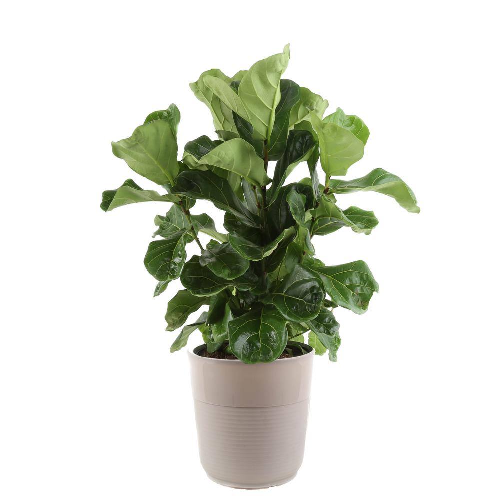 Costa Farms 10 in. Paradise Foliage Planter SN1PDP - The Home Depot