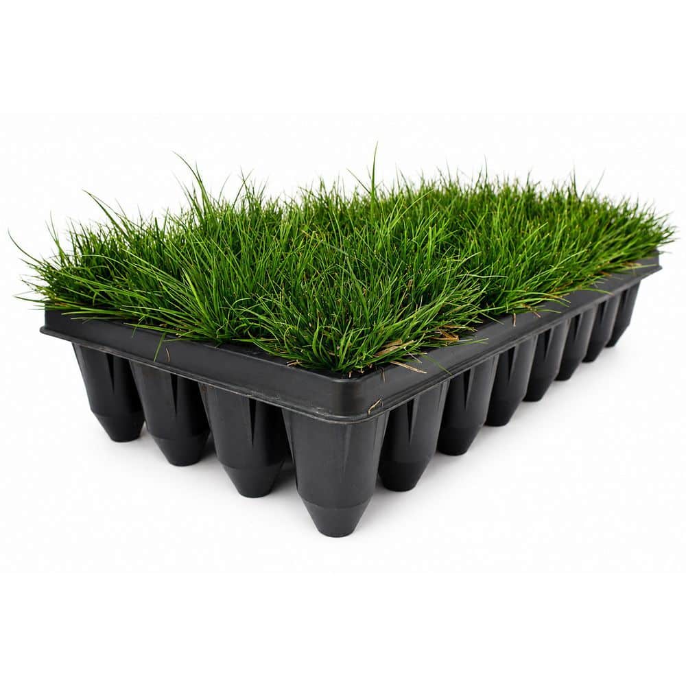 3 in. Pennsylvania Sedge Plant Starter Plugs (32-Count Tray) price history on PriceWatchPro