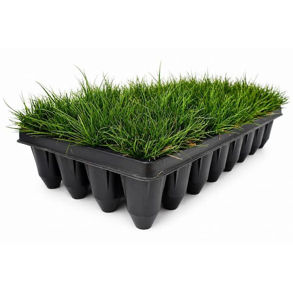 3 in. Pennsylvania Sedge Grass Plant Starter Plugs (32-Count Tray)