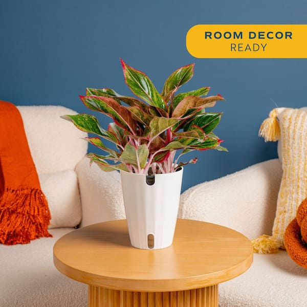 Aglaonema Indoor Chinese Evergreen Plant in 6 in. Self-Watering Decor Pot, Avg. Shipping Height 1-2 ft. Tall
