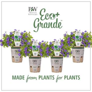 4.25 in. Eco+Grande Endless Illumination (Browallia) Live Plant, Blue-Purple Flowers 4-Pack