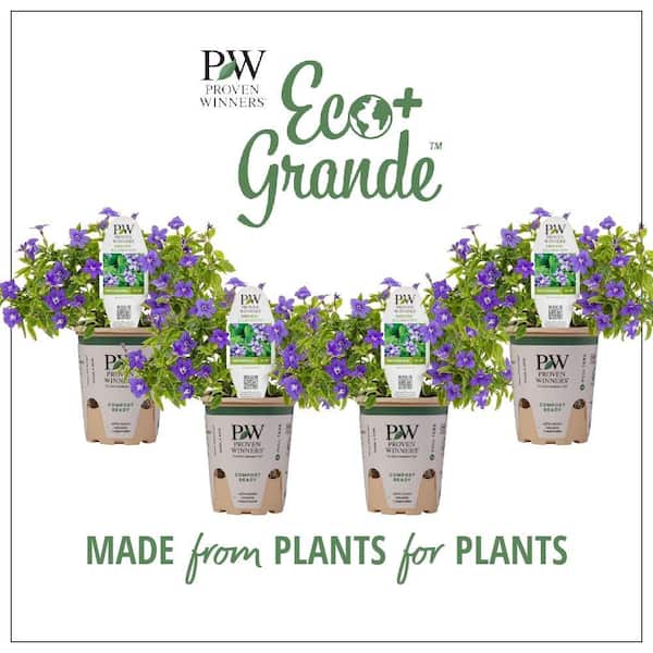PROVEN WINNERS 4.25 in. Eco+Grande Endless Illumination (Browallia) Live Plant, Blue-Purple Flowers 4-Pack