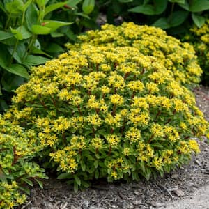 0.65 Gal., Rock N Round Bright Idea Stonecrop (Sedum), Live Plant, Yellow flowers and Green Foliage