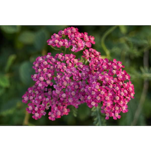2.5 qt. Achillea Milly Rock Rose Perennial Plant with Pink Flowers