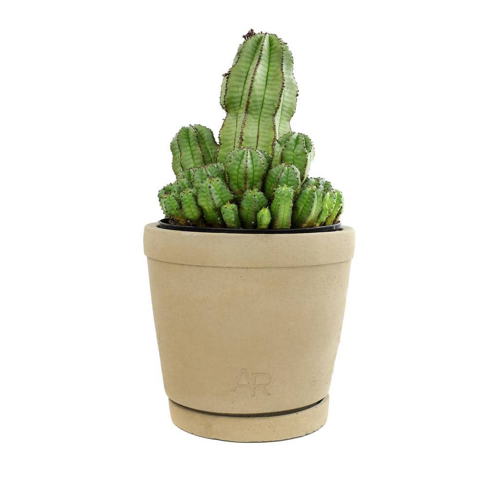 Euphorbia Cactus in Beige Clay Planter, 12-inch