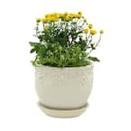 Ivy League 9.0 in. White Ceramic Planter with Saucer