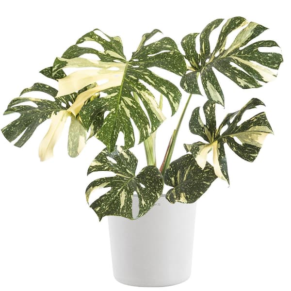 United Nursery Thai Constellation Monstera Deliciosa in 10 in. Light Grey Premium Sustainable Decor Pot