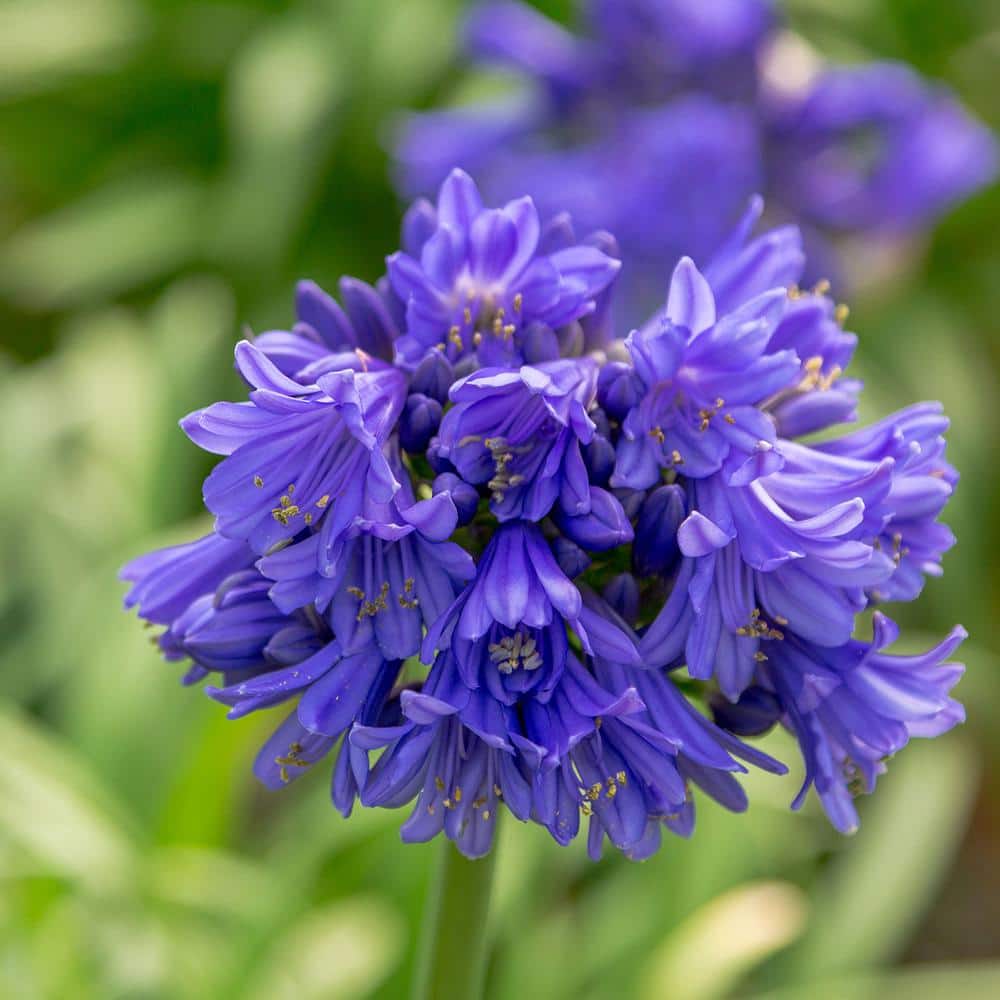 SOUTHERN LIVING 1.5 Gal. Ever Midnight Agapanthus (Lily of