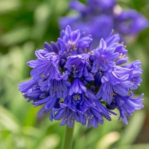 1.5 Gal. Ever Midnight Agapanthus (Lily of the Nile) with Dark Blue Flowers, Live Perennial Plant
