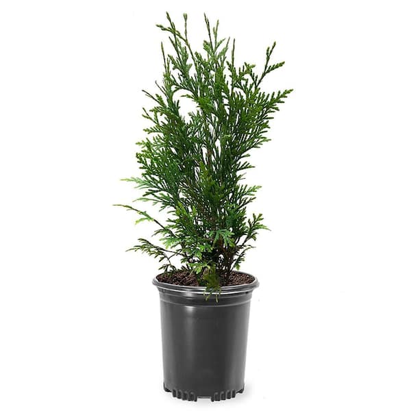 1 Gal. Thuja Green Giant Evergreen Tree THUGRE01G - The Home Depot