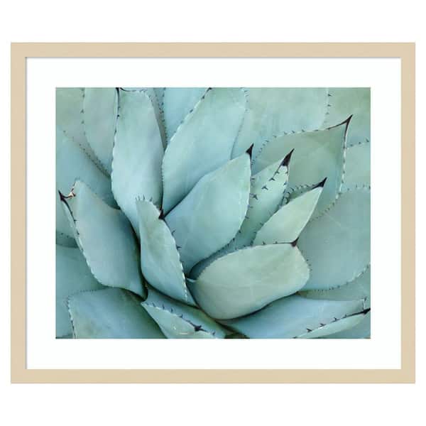 Amanti Art Agave Detail IV by Brittany Evans 1 Piece Framed Giclee Nature Art Print 21 in. x 25 in.