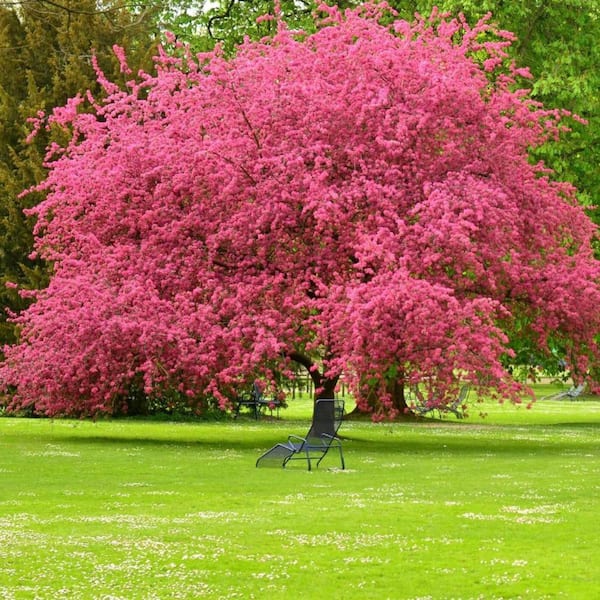 Unbranded 7 Gal. Cherokee Chief Dogwood Flowering Deciduous Tree with Pink Flowers