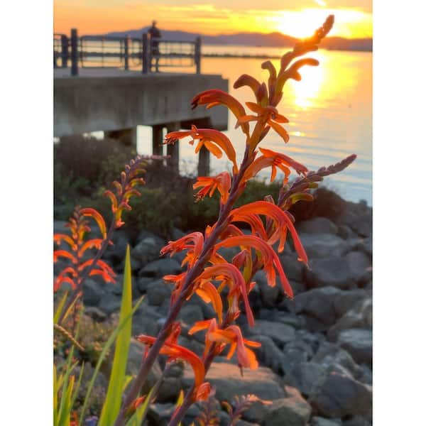 2.5 qt. Perennial Crocosmia Lucifer (2-Pack) 1181 - The Home Depot