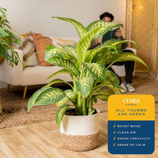 Costa Farms Dieffenbachia Indoor Plant in 10 in. Decor Weave Basket Planter, Avg. Shipping Height 2-3 ft. Tall