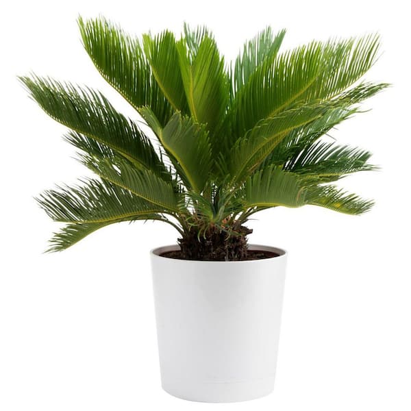 Costa Farms Sago Palm Indoor Plant in 10 in. Decor Planter, Avg. Shipping Height 2-3 ft. Tall