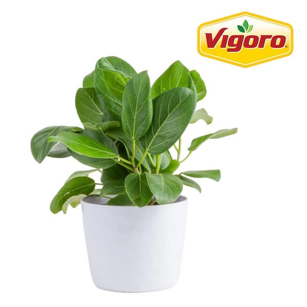 Ficus Audrey Plant in 6in. White Decor Pot Avg. Shipping Height 1-2 ft. Tall