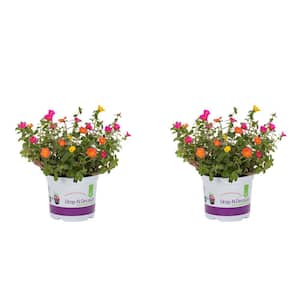 3 Qt. Orange, Pink, Yellow Drop N Decorate Smarty Party Portulaca Purslane Combo Annual Plant (2-Pack)