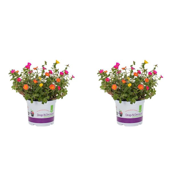METROLINA GREENHOUSES 3 Qt. Orange, Pink, Yellow Drop N Decorate Smarty Party Portulaca Purslane Combo Annual Plant (2-Pack)