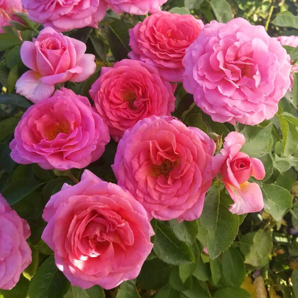 Spring Hill Nurseries Time After Time Floribunda Rose Dormant Bare