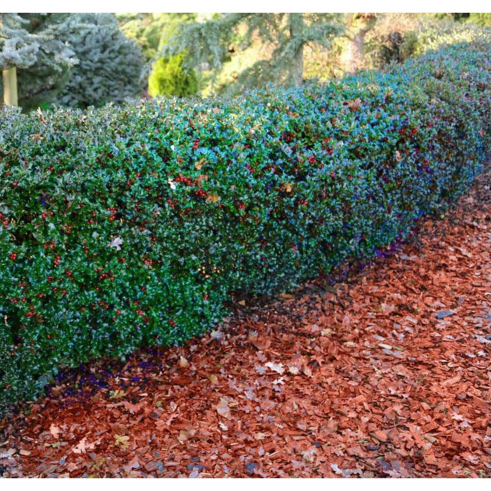 1 Gal. Blue Princess Holly Shrub With Bright Red Berries All Winter Long