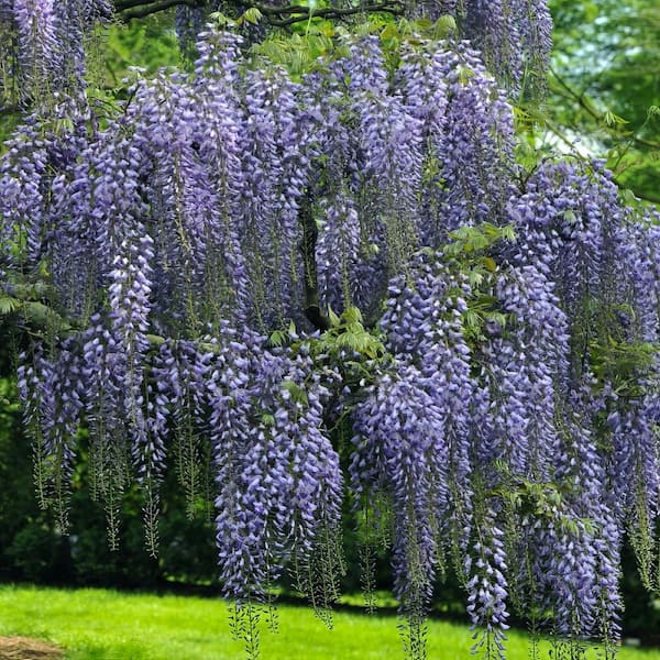 1 Gal. Wisteria Blue Flowering Shrub with Blue Flowers