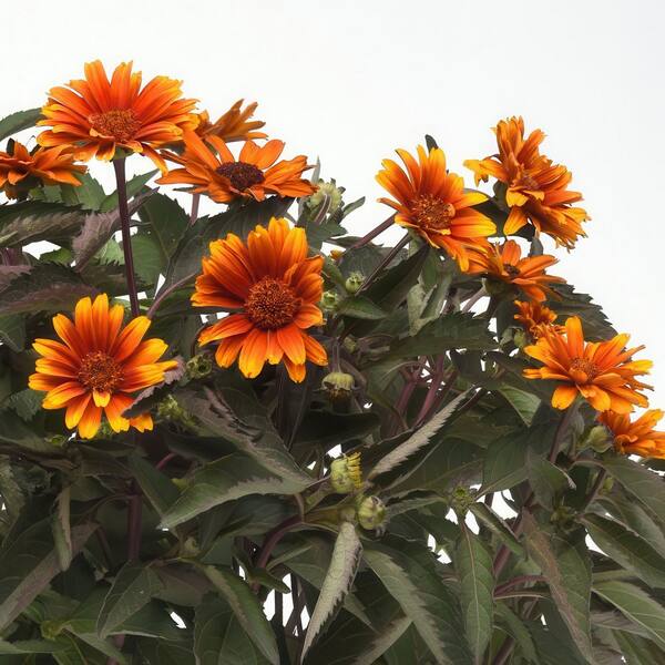 sunflower Heliopsis helianthoides 'Sunstruck' PP25524 CPBR5153