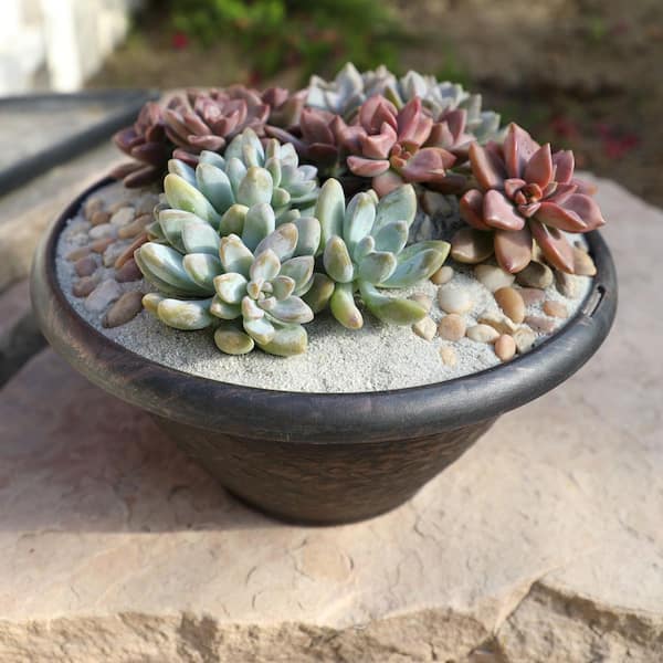 SMART PLANET 1 qt. Graptosedum Assorted Succulents (4-Pack