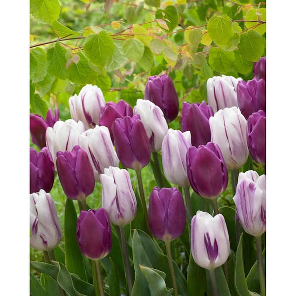 Bloomsz Blend Atlantic Tulip Bulbs (10-Pack) 11487 - The Home Depot