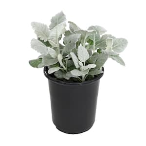 Dusty Miller Silvery-Grey Outdoor Foliage Garden Annual Plant in 1 Gal. Grower Pot