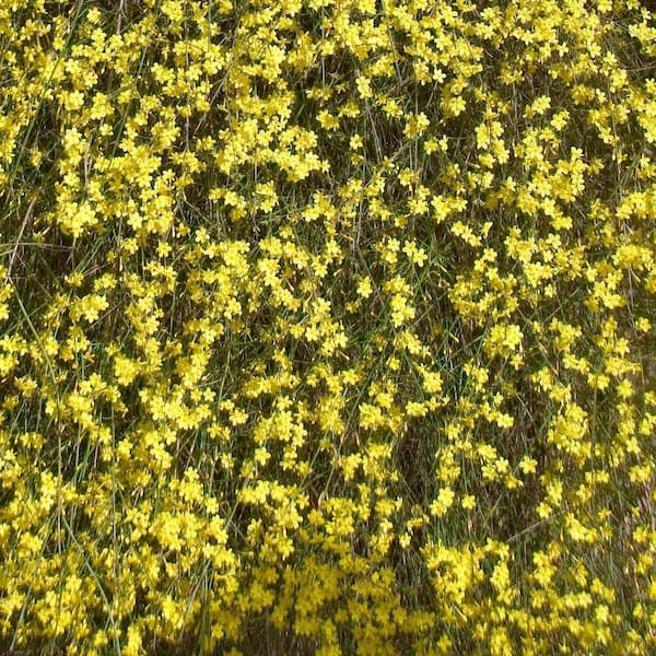 national PLANT NETWORK 1 Gal. Winter Jasmine Flowering Shrub with