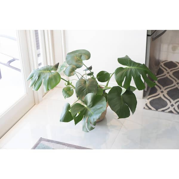 Monstera Deliciosa With Mid-Century Pot Large 2 ½ ft tall
