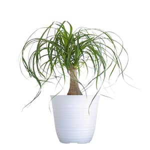 Ponytail Palm Beaucarnea recurvata Live Easy Care Plant in 6 inch White Decor Pot