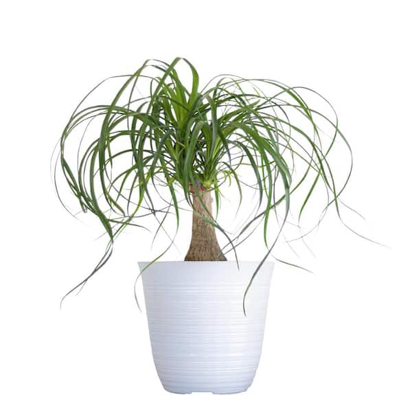 United Nursery Ponytail Palm Beaucarnea recurvata Live Easy Care Plant in 6 inch White Decor Pot