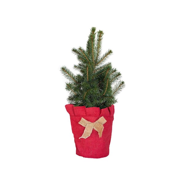 FLOWERWOOD 2.5 qt. Holiday Baby Blue Colorado Spruce Living Christmas Tree with Burlap Wrap
