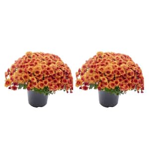 3 qt. Chrysanthemum (Mum) Annual Fall Outdoor Live Plant with Orange Flowers in 8 in. Grower Pot (2-Pack)