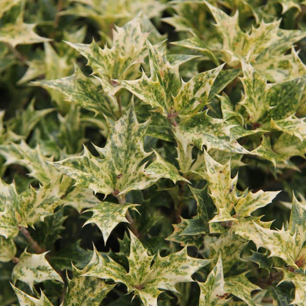 Spring Hill Nurseries 2.25 Gal. Pot, Goshiki False Holly (Osmanthus