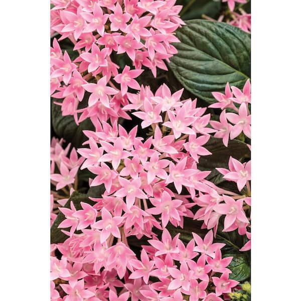 PROVEN WINNERS 4-pack, 4.25 in. Grande Sunstar Pink Egyptian Star Flower (Pentas) Live Plant, Pink Flowers