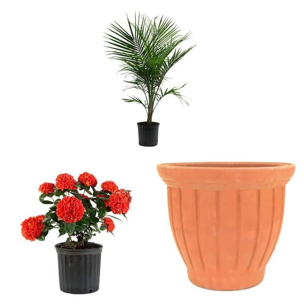 10 in. Majesty Palm, 19 in. TerraCotta Tulip Vase, and 3 Gal. Ixora Maui Shrub Combo